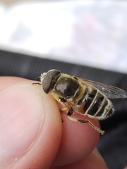 Eristalis stipator