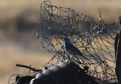 Oreoscoptes montanus