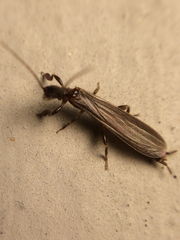 Oligotoma nigra