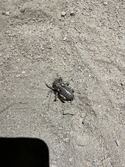 Cyphoderris monstrosa