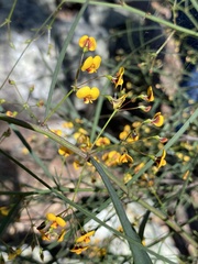 Daviesia wyattiana