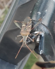 Leptoglossus clypealis