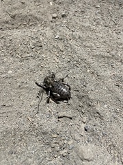 Cyphoderris monstrosa