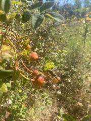 Rosa nutkana