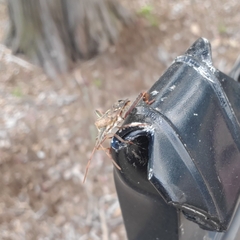 Leptoglossus clypealis