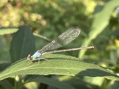 Argia moesta