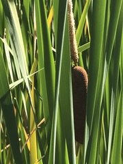 Typha