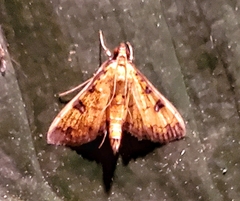 Ategumia ebulealis