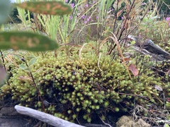 Polytrichum juniperinum