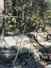Daviesia wyattiana