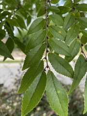 Ulmus parvifolia