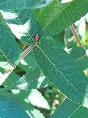 Coleomegilla maculata