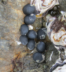 Nerita melanotragus
