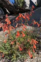 Penstemon rostriflorus