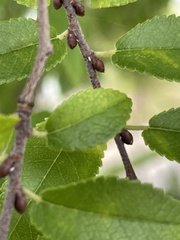 Ulmus parvifolia