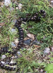 Lampropeltis triangulum