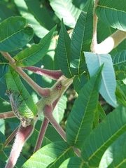 Coleomegilla maculata