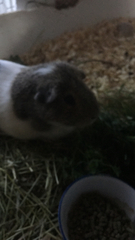 Cavia porcellus