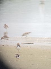 Calidris fuscicollis