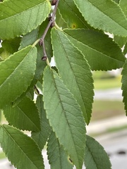 Ulmus parvifolia