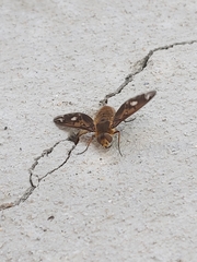 Poecilanthrax arethusa