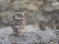 Athene noctua