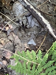 Chytolita morbidalis