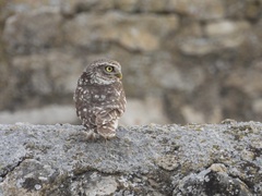 Athene noctua
