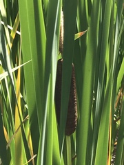 Typha