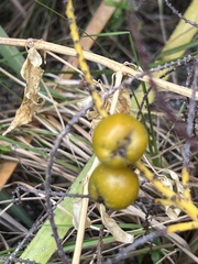 Arecaceae
