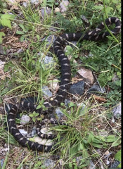 Lampropeltis triangulum