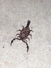 Vaejovis carolinianus