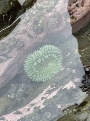 Anthopleura xanthogrammica