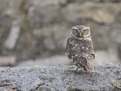 Athene noctua