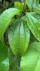 Miconia crenata
