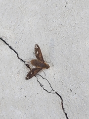 Poecilanthrax arethusa