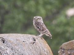 Athene noctua