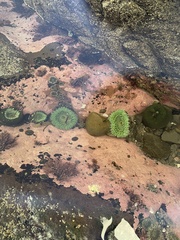 Anthopleura xanthogrammica