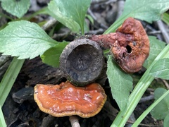 Ganoderma