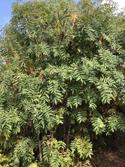 Sorbus americana