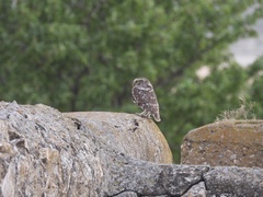 Athene noctua