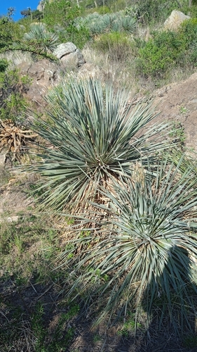 Dasylirion parryanum