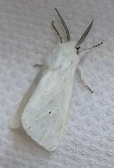 Spilosoma congrua