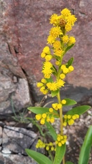 Solidago sempervirens