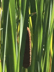 Typha