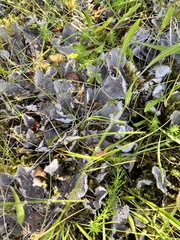 Peltigera canina