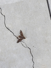 Poecilanthrax arethusa