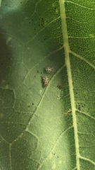 Corythucha marmorata