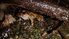 Ischnocnema manezinho