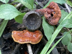 Ganoderma